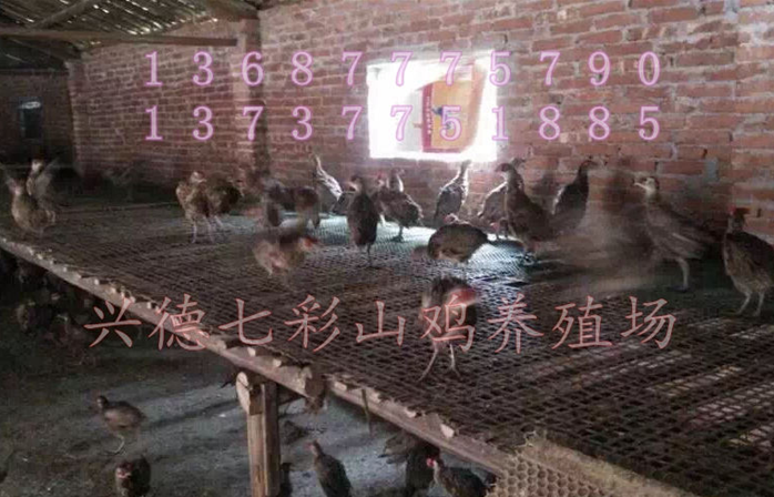 七彩山雞苗圖片/七彩山雞苗樣板圖 (4)