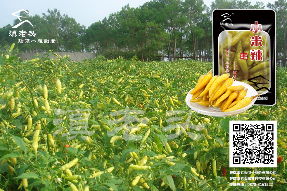 云南優(yōu)質(zhì)泡椒小米辣、小米辣批發(fā)圖片