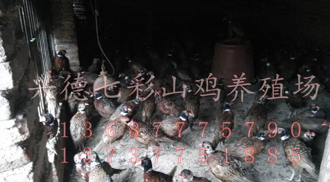 山雞苗圖片/山雞苗樣板圖 (4)