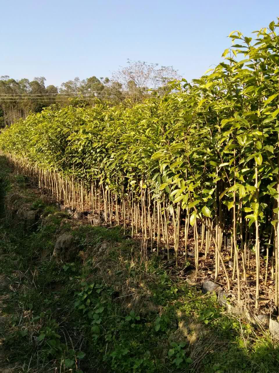 化州沉香杯苗圖片/化州沉香杯苗樣板圖 (2)