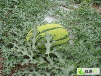 渭南哈密瓜大量供應(yīng)圖片/渭南哈密瓜大量供應(yīng)樣板圖 (4)