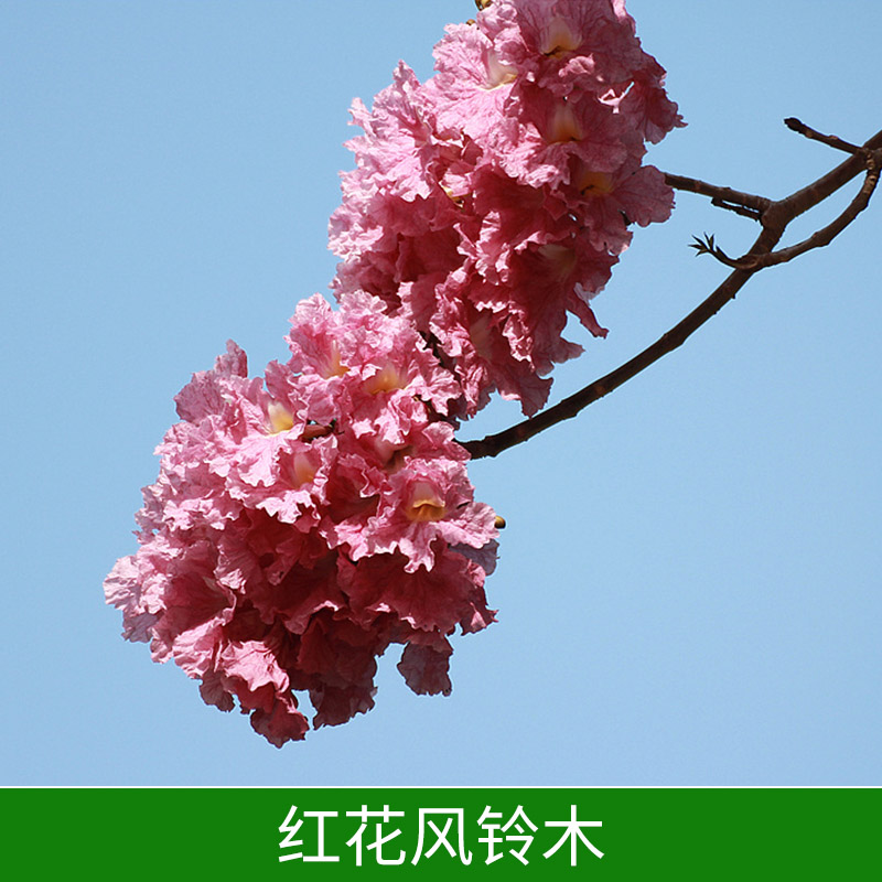紅花風(fēng)鈴木圖片/紅花風(fēng)鈴木樣板圖 (1)