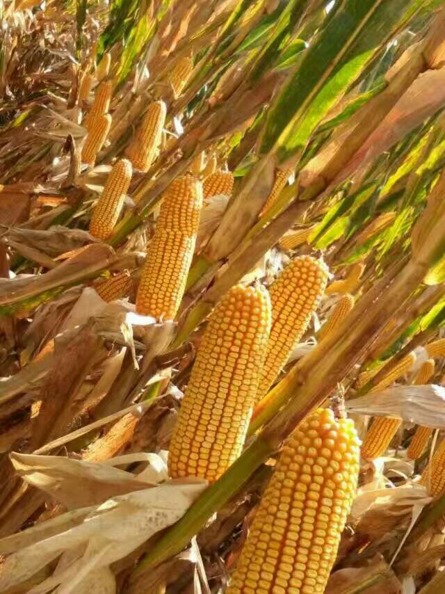 安達(dá)市玉米種子   大豆種子供應(yīng)