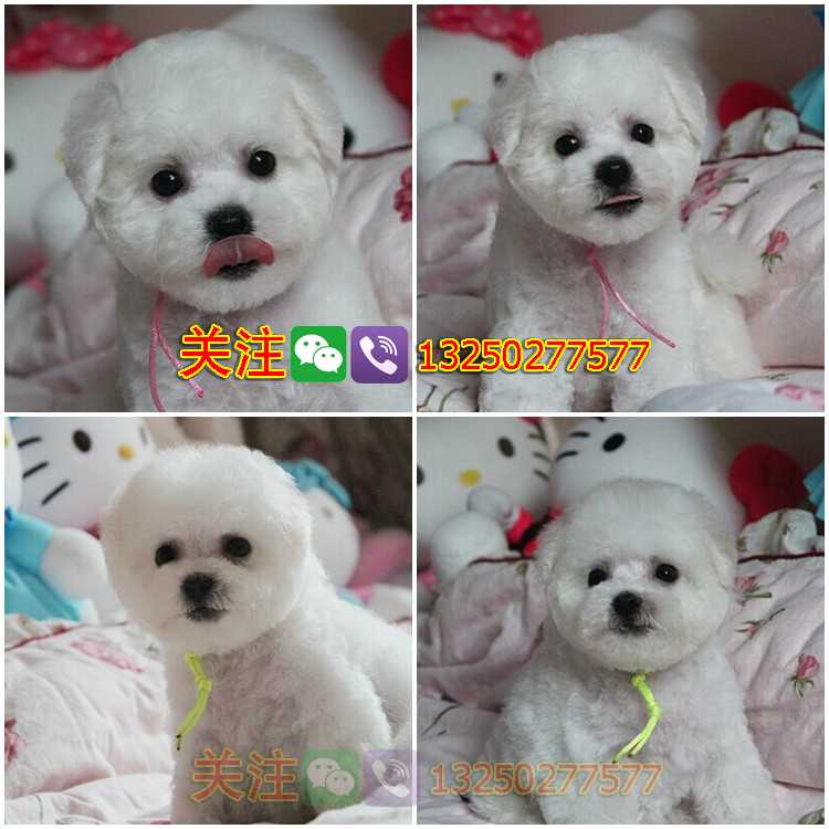 純種法國卷毛比熊犬圖片/純種法國卷毛比熊犬樣板圖 (3)