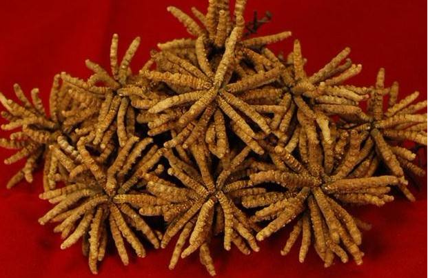 蟲草回收圖片/蟲草回收樣板圖 (1)