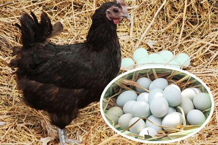 黑羽綠殼蛋雞圖片/黑羽綠殼蛋雞樣板圖 (4)