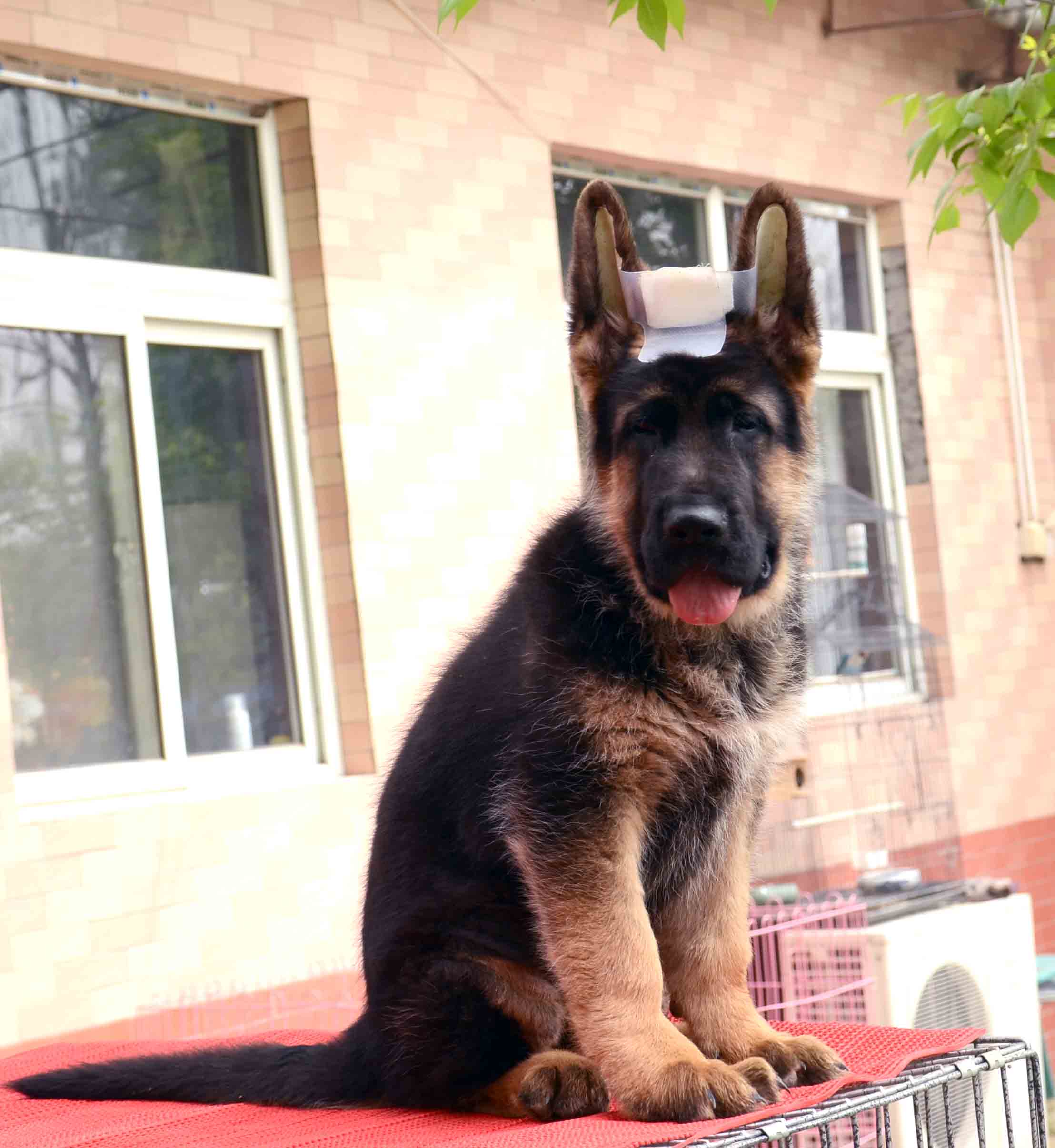 純種德國牧羊犬圖片/純種德國牧羊犬樣板圖 (1)