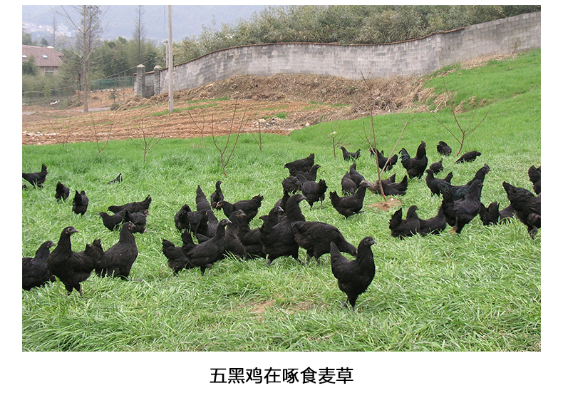 脫溫雞苗圖片/脫溫雞苗樣板圖 (2)