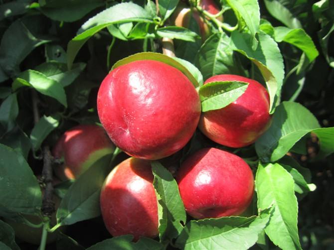 山西山楂樹基地@山西山楂樹批發(fā)@山楂樹種植