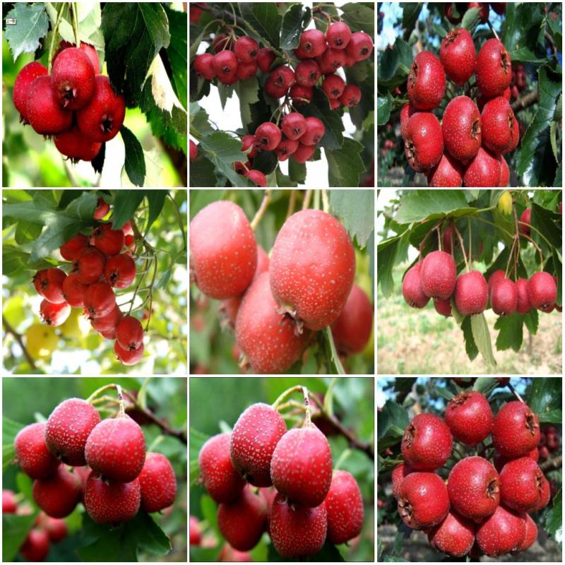 山楂樹圖片/山楂樹樣板圖 (2)