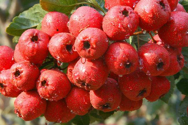 山楂樹圖片/山楂樹樣板圖 (3)