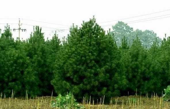 白皮松圖片/白皮松樣板圖 (3)