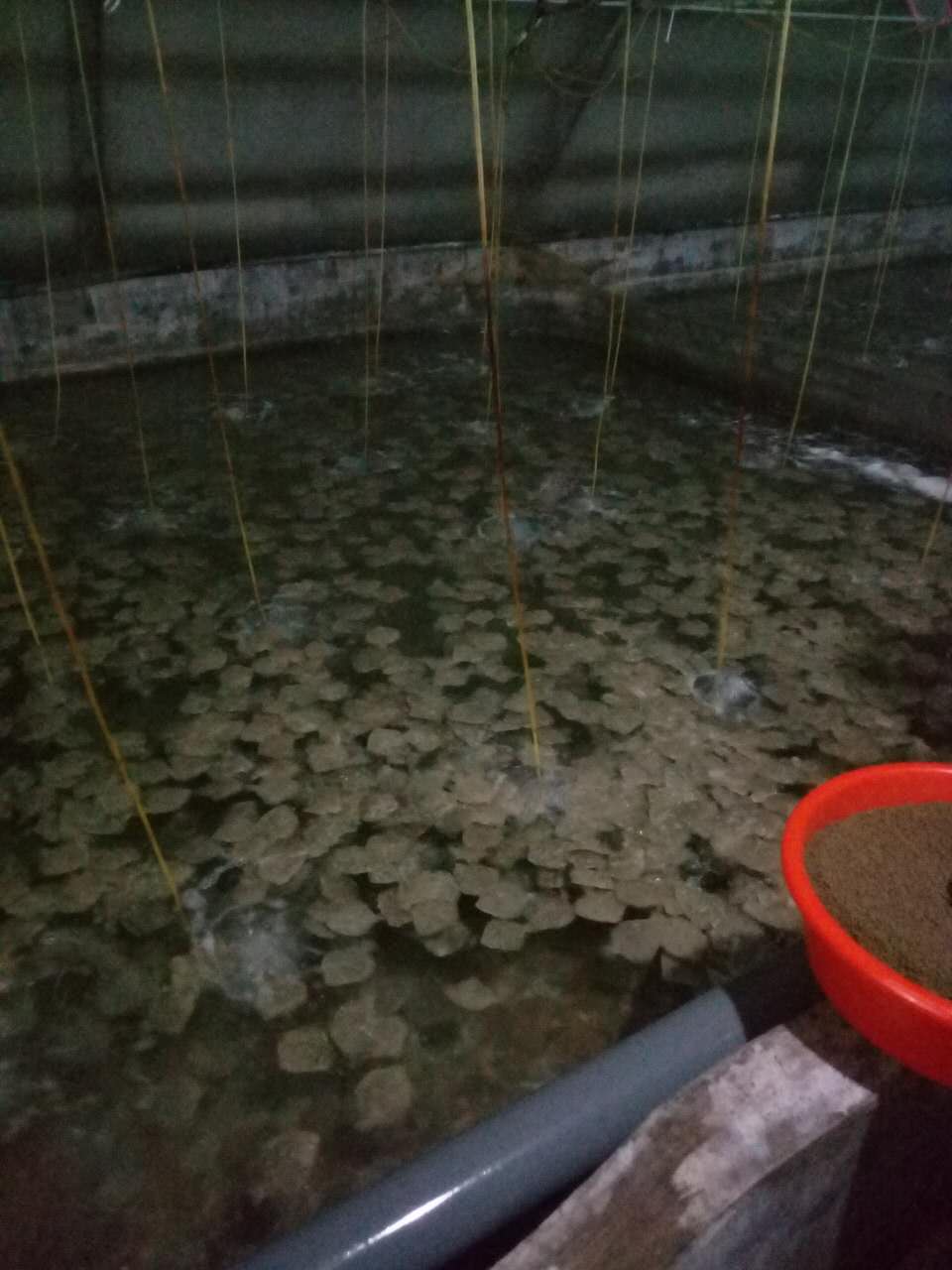 舌鰨魚圖片/舌鰨魚樣板圖 (1)