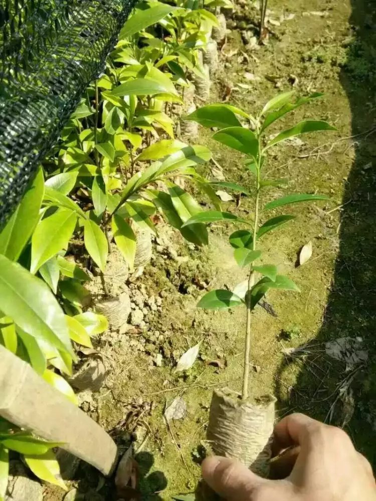 化州沉香杯苗供應(yīng)商 沉香杯苗報(bào)價(jià)  沉香杯苗基地