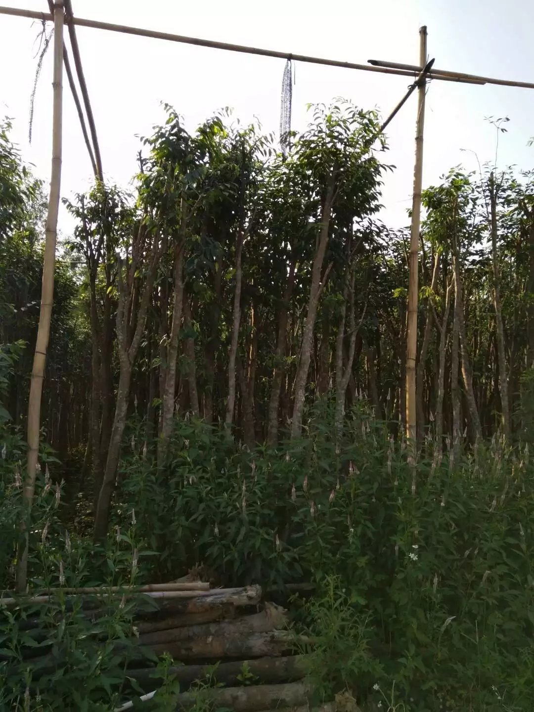 沉香風(fēng)景樹圖片/沉香風(fēng)景樹樣板圖 (3)