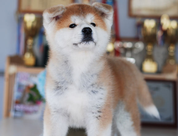 秋田犬  秋田犬價(jià)格 秋田犬多少