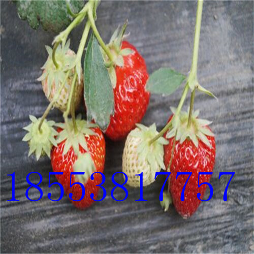 草莓苗圖片/草莓苗樣板圖 (2)
