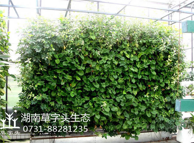 长沙植物墙施工公司 植物墙厂家 植物墙花盆 植物墙 批发图片