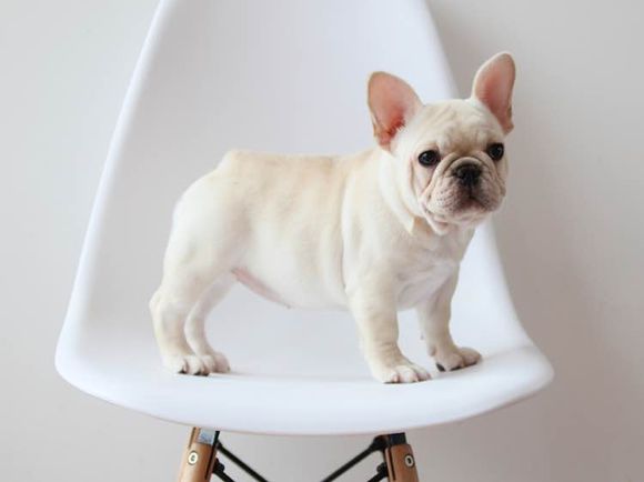 法牛 法牛價格 法牛多少錢圖片