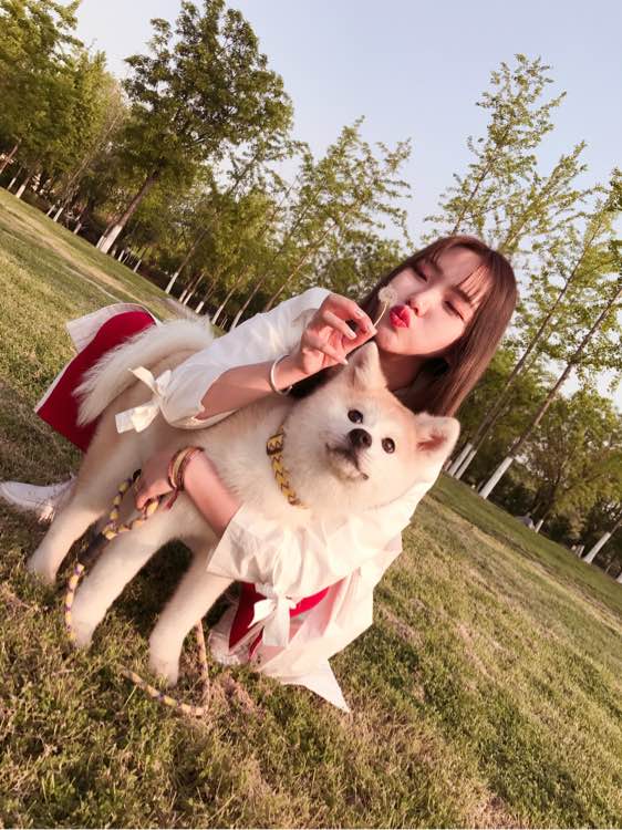 秋田犬圖片/秋田犬樣板圖 (2)