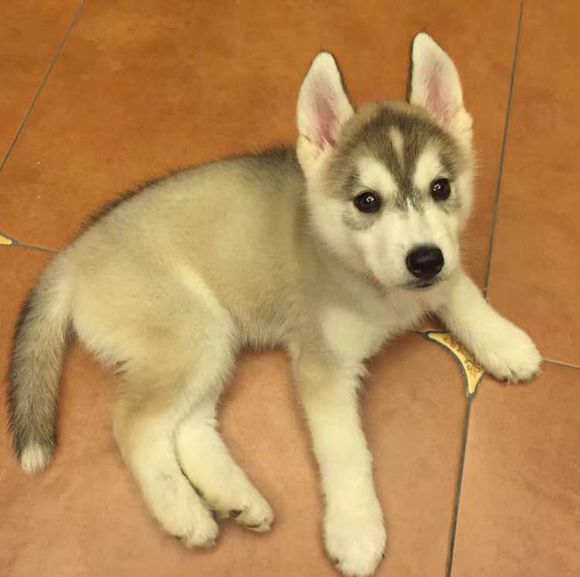 哈士奇圖片/哈士奇樣板圖 (1)