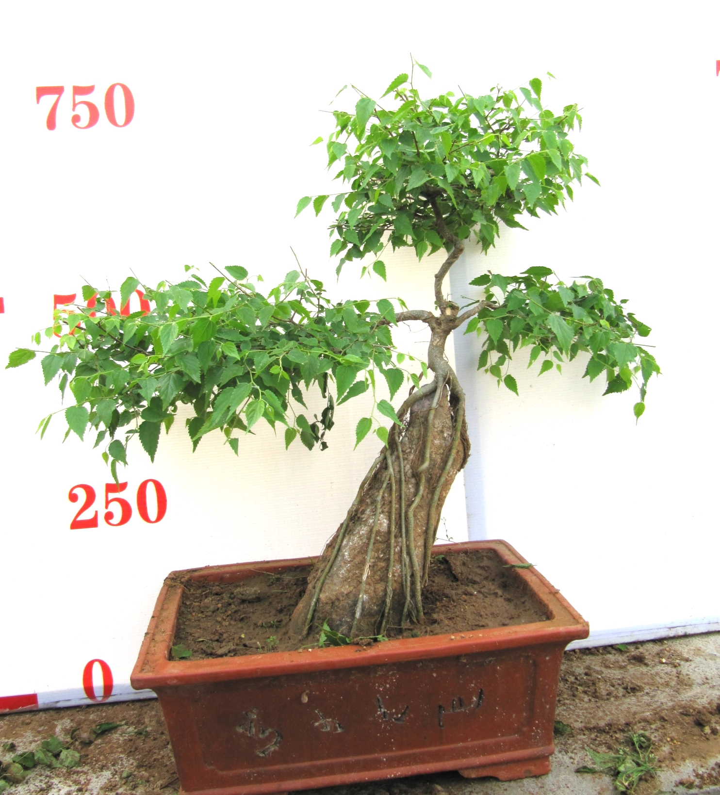 青檀樹圖片/青檀樹樣板圖 (2)