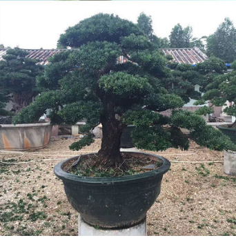 羅漢松圖片