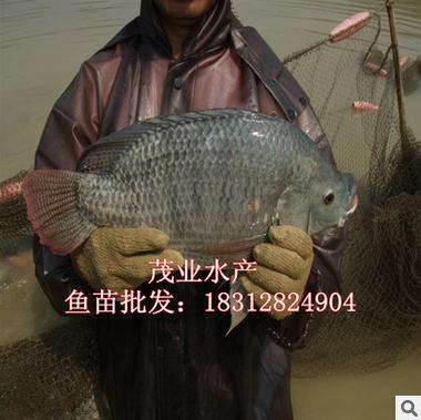 奧尼羅非魚(yú)苗圖片