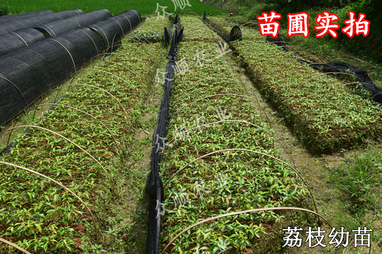 荔枝樹圖片/荔枝樹樣板圖 (2)