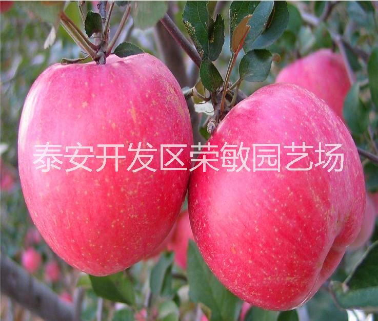 基地產(chǎn)年供應(yīng) 紅將軍蘋果 種優(yōu)質(zhì)蘋果苗