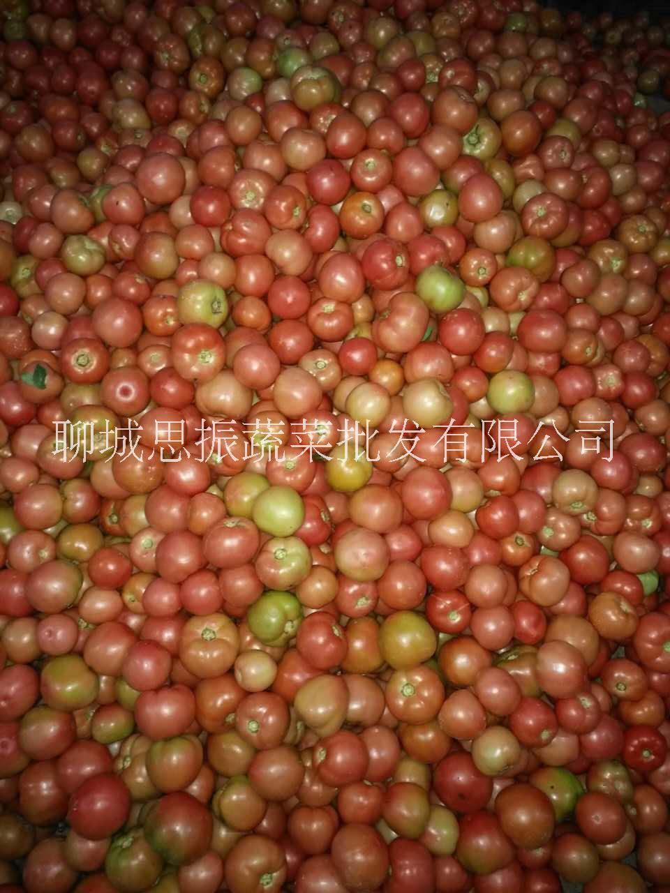 西紅柿圖片/西紅柿樣板圖 (4)