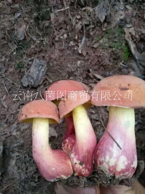 鮮貨圖片/鮮貨樣板圖 (2)