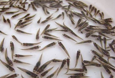 魚苗圖片/魚苗樣板圖 (3)