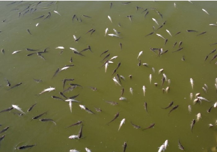 叉尾鮰圖片/叉尾鮰樣板圖 (4)