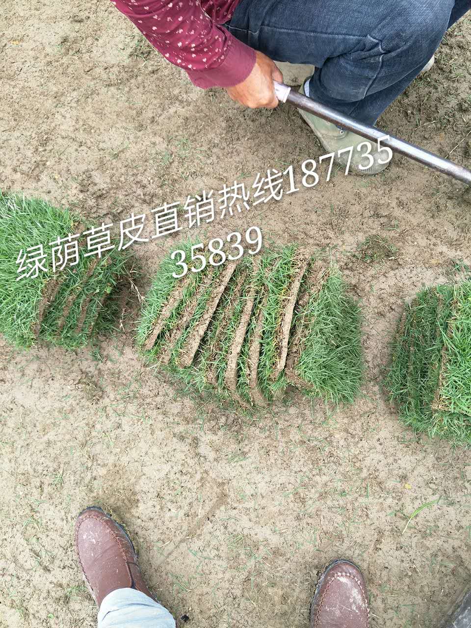 （草皮）圖片/（草皮）樣板圖 (3)