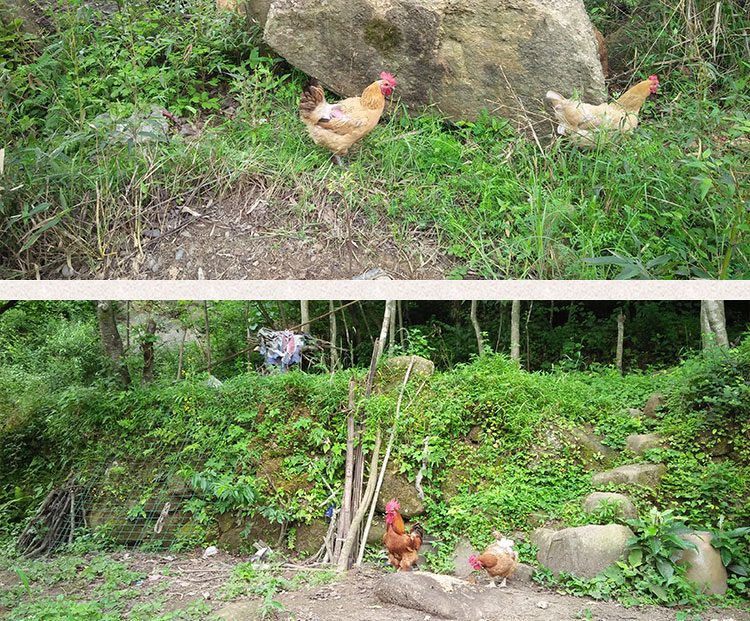 銀花土雞圖片/銀花土雞樣板圖 (2)