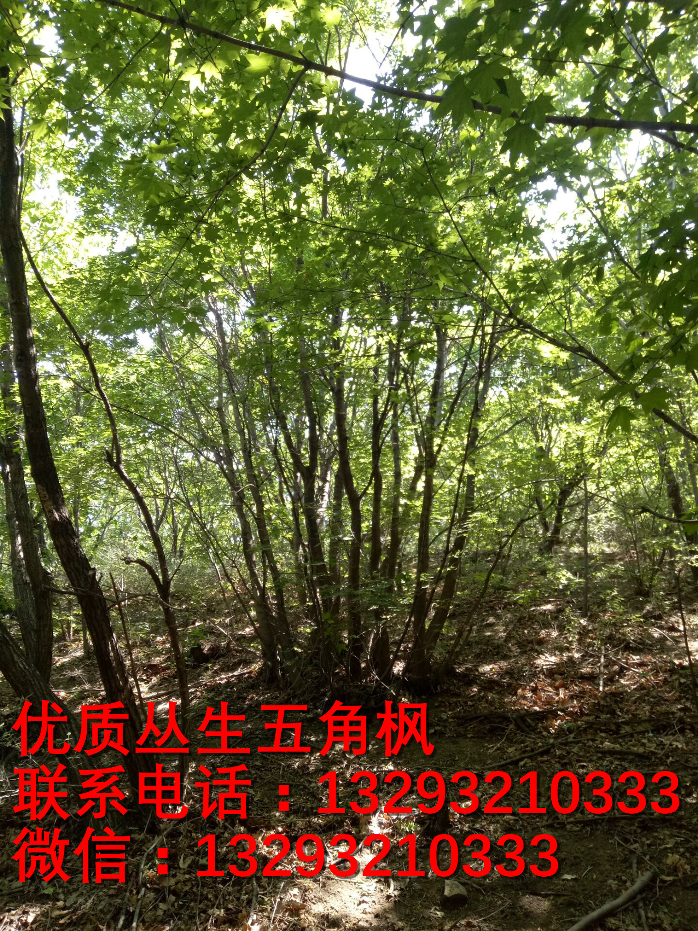 河北五角楓批發(fā)圖片/河北五角楓批發(fā)樣板圖 (2)