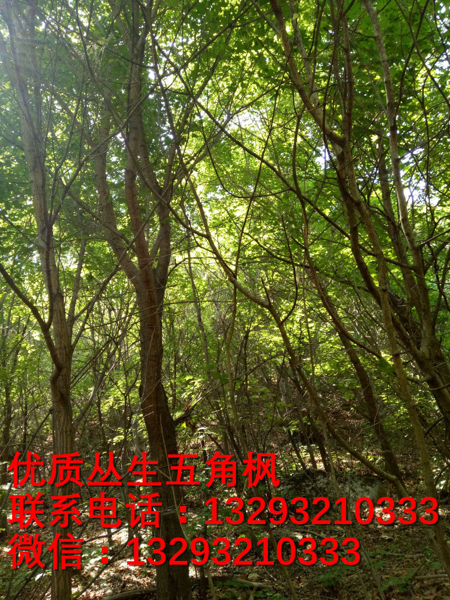 河北五角楓批發(fā)圖片/河北五角楓批發(fā)樣板圖 (4)