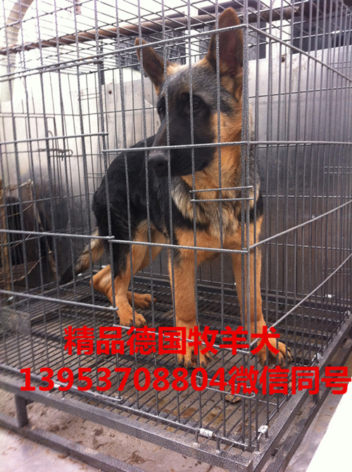 济宁市德国牧羊犬养殖基地，德国牧羊犬厂家德国牧羊犬养殖基地，德国牧羊犬