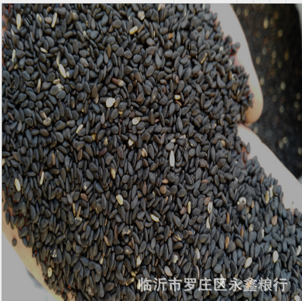 炒熟黑芝麻圖片/炒熟黑芝麻樣板圖 (4)
