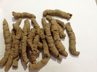 巴戟天提取物圖片/巴戟天提取物樣板圖 (3)