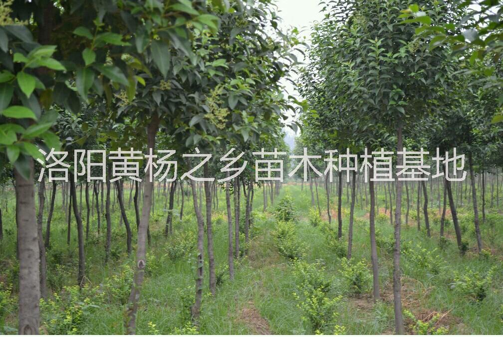 大葉女貞種圖片/大葉女貞種樣板圖 (2)