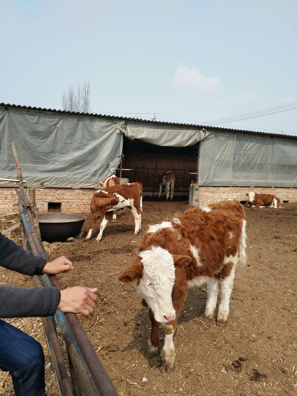 肉牛养殖 山西肉牛养殖厂家 肉牛养殖批发 山西肉牛供应商图片