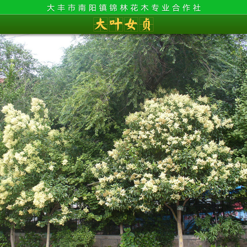 大葉女貞圖片/大葉女貞樣板圖 (3)