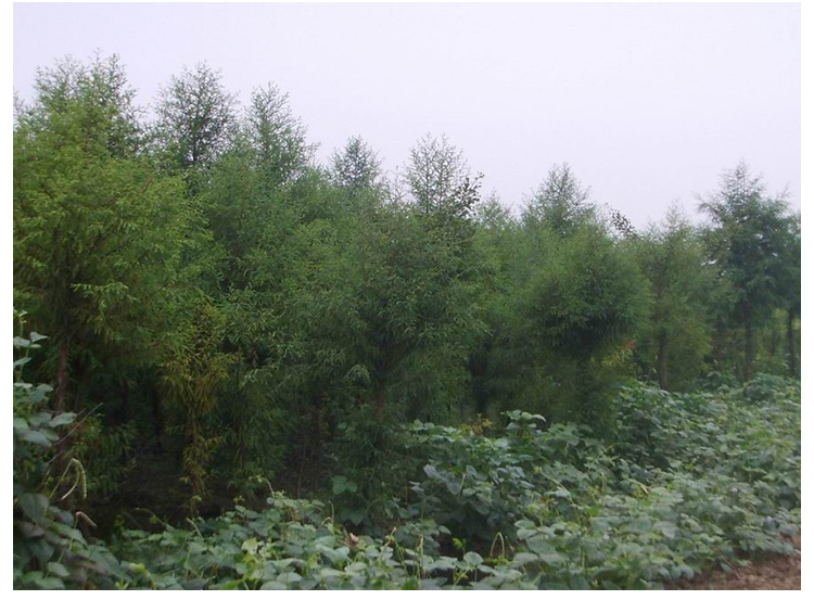 鹽城圖片/鹽城樣板圖 (3)