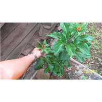 滇重樓種苗圖片/滇重樓種苗樣板圖 (4)