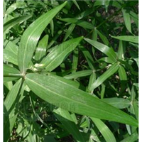 云南滇黃精種苗 云南滇黃精種苗批發(fā) 云南滇黃精種苗供應商