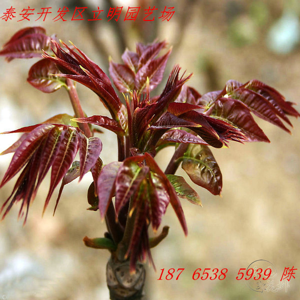 紅油香椿價(jià)格 山東紅油香椿哪里便宜 紅油香椿產(chǎn)地
