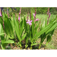 白芨苗圖片/白芨苗樣板圖 (4)