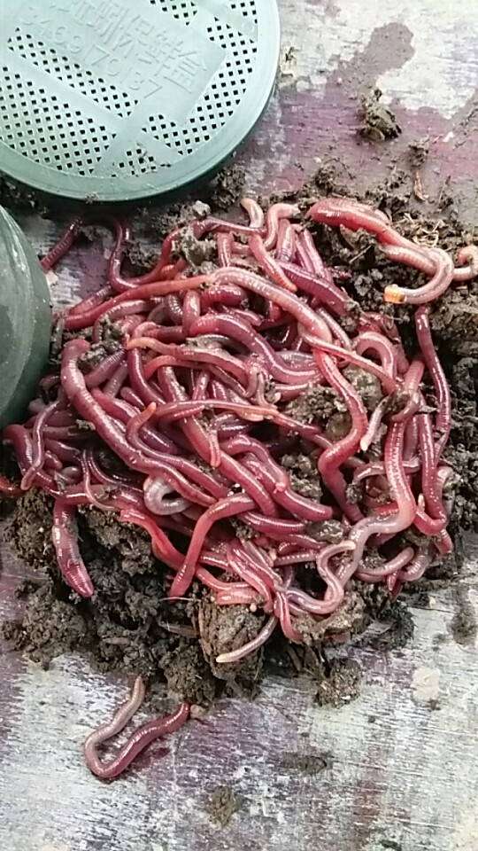 常德蚯蚓生態(tài)園圖片